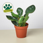 Peperomia Red Edge 4" Pot Indoor Plants House Plant Shop