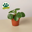 Pilea Peperomioides 'Chinese Money' 4" Pot Nursery Pot Indoor Plants House Plant Shop