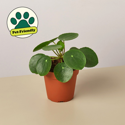 Pilea Peperomioides 'Chinese Money' 4" Pot Nursery Pot Indoor Plants House Plant Shop