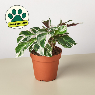 Calathea 'White Fusion' 4" Pot Nursery Pot Indoor Plants House Plant Shop