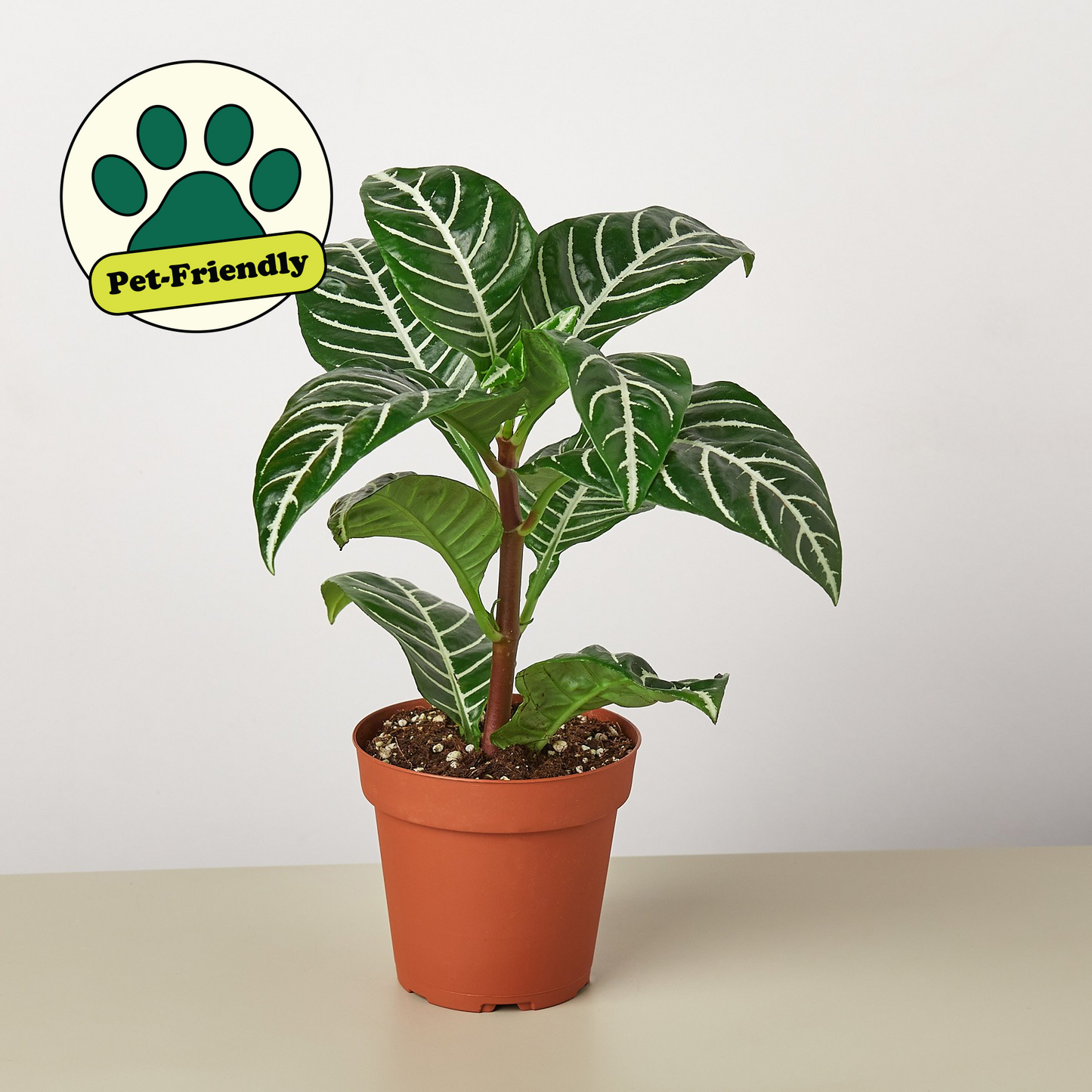 Zebra 'Aphelandra' 4" Pot Indoor Plants House Plant Shop