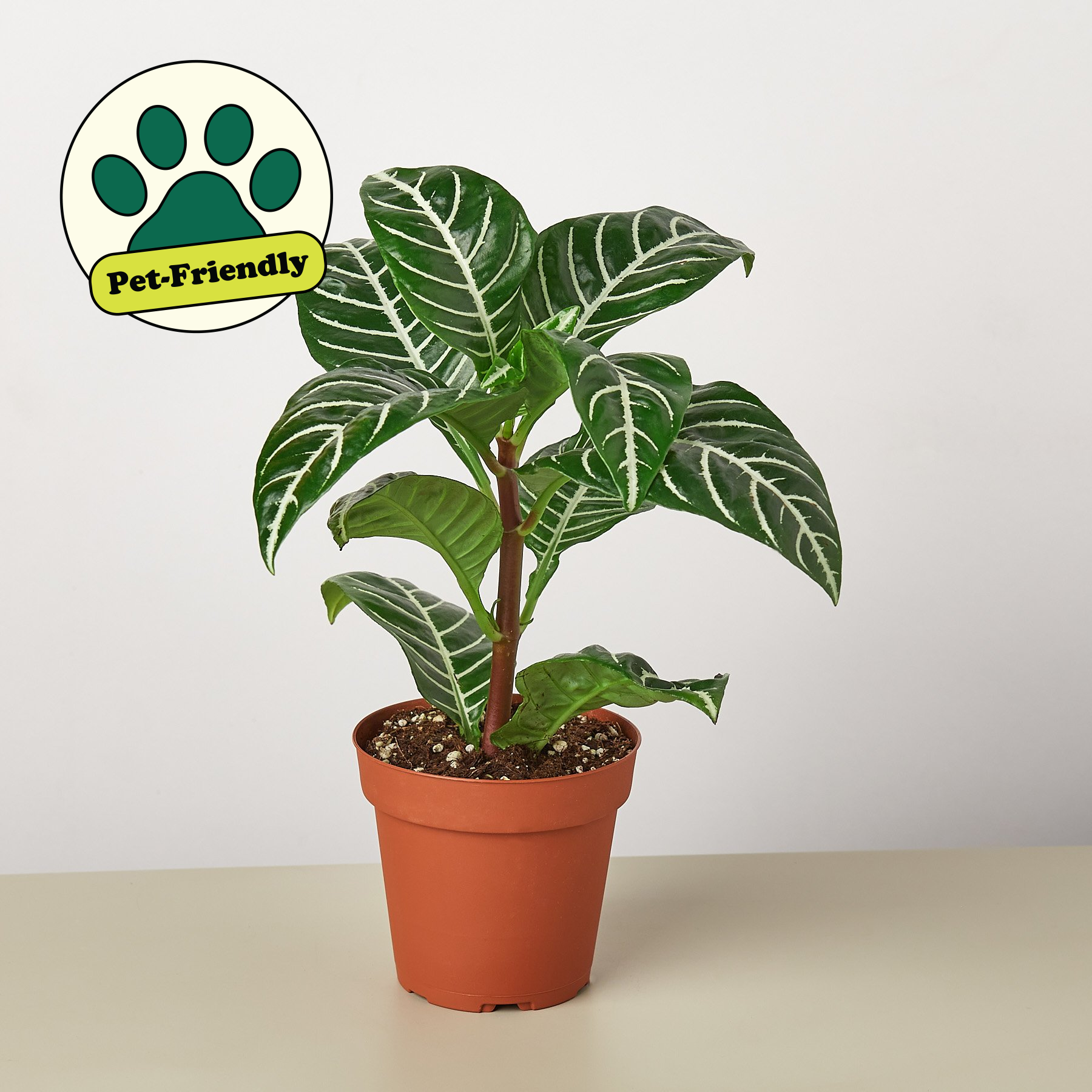 Zebra 'Aphelandra' 4" Pot Indoor Plants House Plant Shop