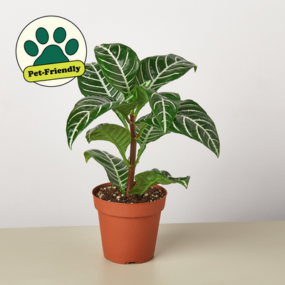 Zebra 'Aphelandra' 4" Pot Indoor Plants House Plant Shop