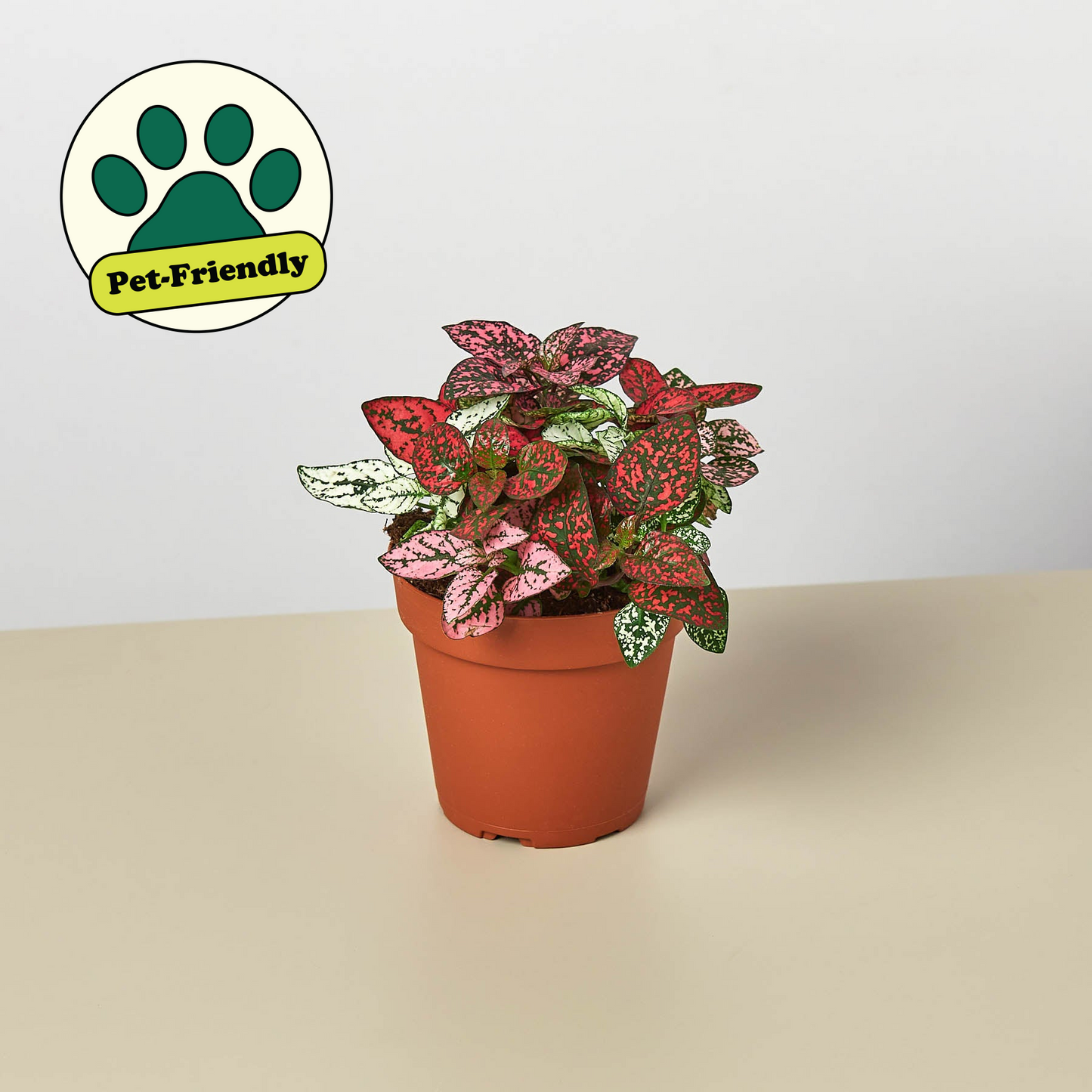 Hypoestes 'Polka Dot' Indoor Plants House Plant Shop