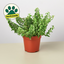 Curly Lipstick Plant 4" Pot Indoor Plants House Plant Shop