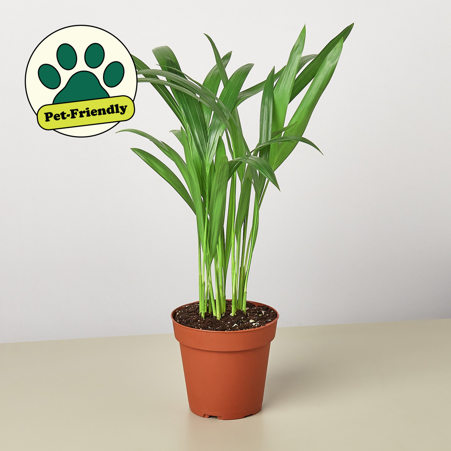 Areca Palm 4" Pot 6" Plant (1pk/$4.5) ($10 Ship/31oz) House Plant Shop