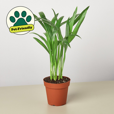 Areca Palm 4" Pot 6" Plant (1pk/$4.5) ($10 Ship/31oz) House Plant Shop