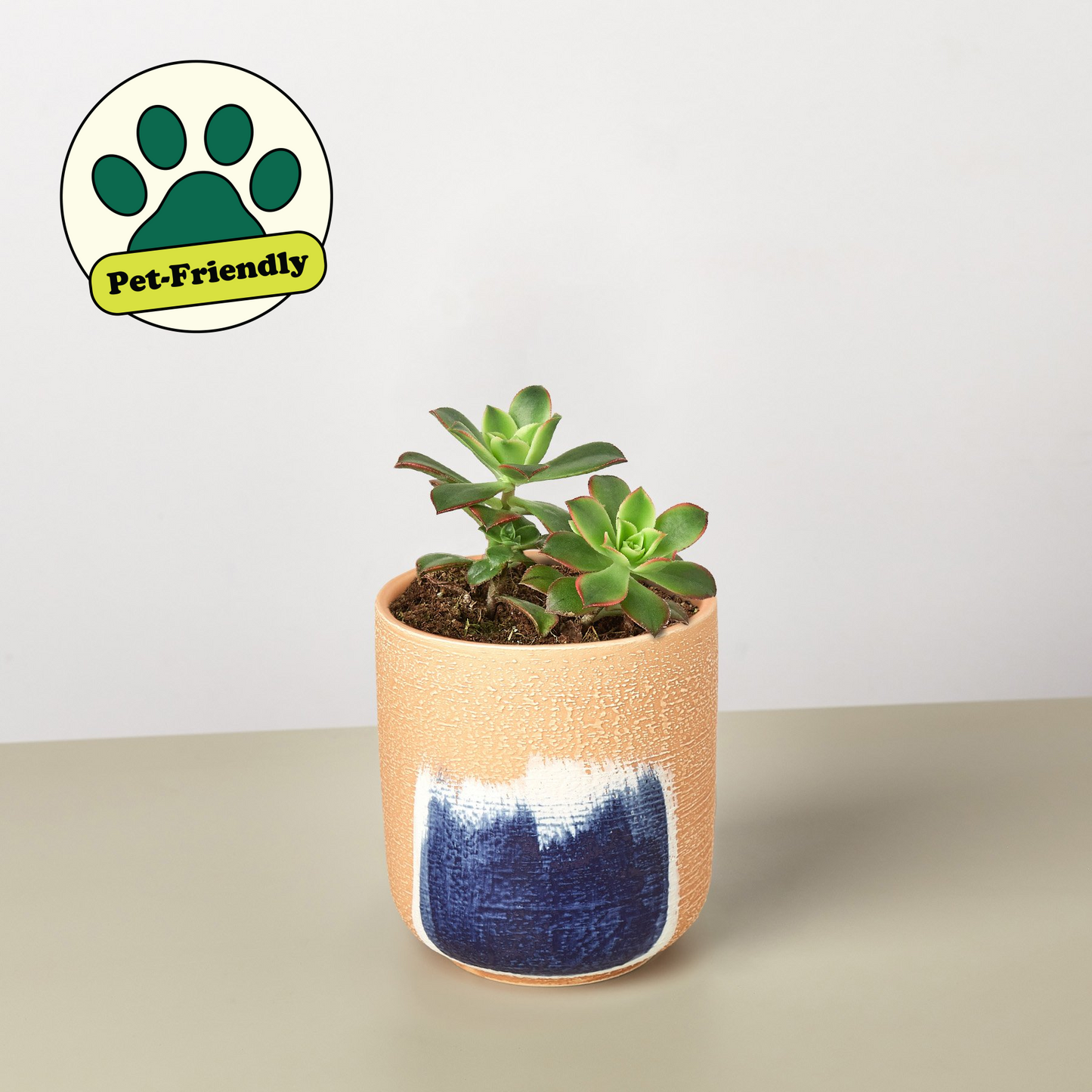 Succulent 'Kiwi' Succulent House Plant Shop