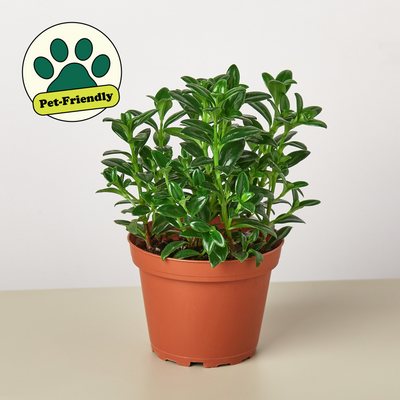 Nematanthus Candy Corn Plant 'Brazilian Firecracker' 4" Pot Nursery Pot Indoor Plants House Plant Shop