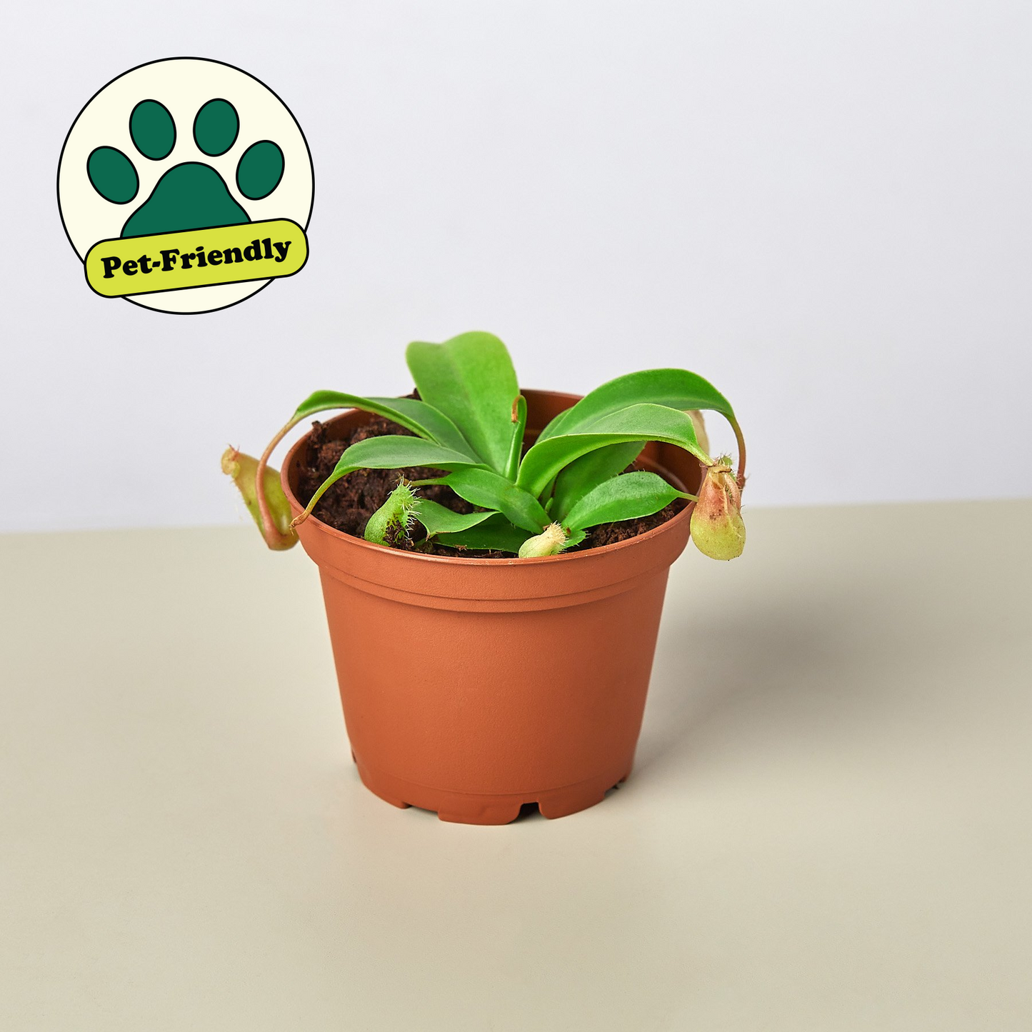 Carnivorous 'Monkey Cup' Plant 4" Pot Indoor Plants House Plant Shop