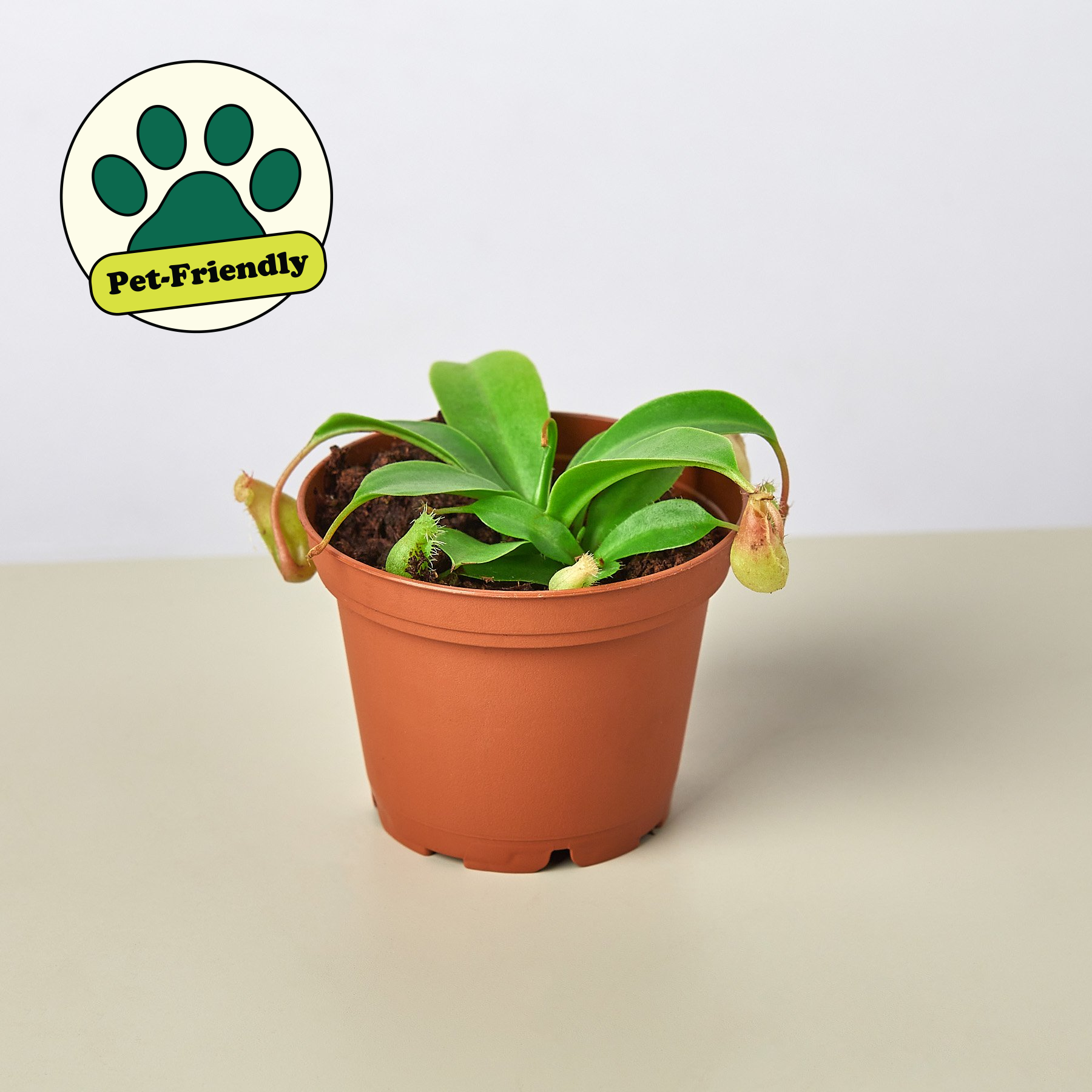 Carnivorous 'Monkey Cup' Plant 4" Pot Indoor Plants House Plant Shop