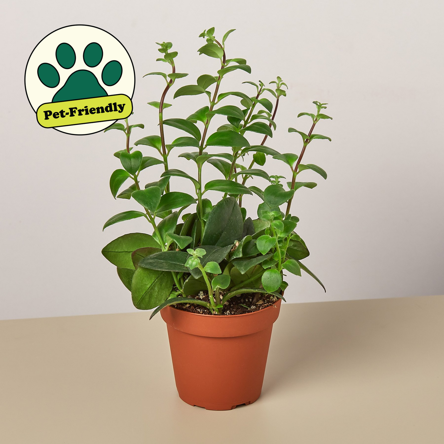 Lipstick Plant 4" Pot Indoor Plants House Plant Shop