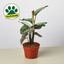 Calathea 'White Star' 4" Pot Indoor Plants House Plant Shop