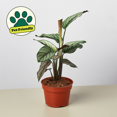 Calathea 'White Star' 4" Pot Indoor Plants House Plant Shop