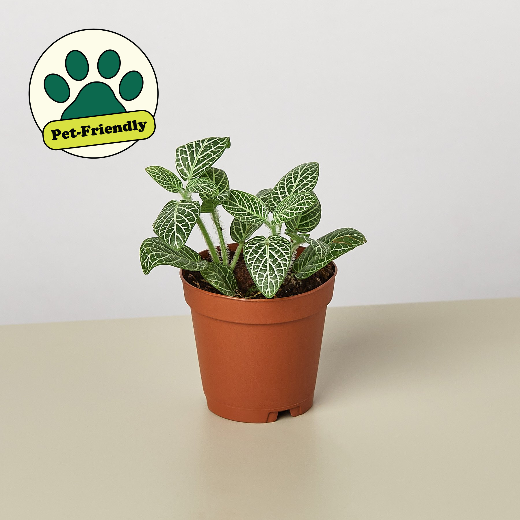 Fittonia 'White' Indoor Plants House Plant Shop