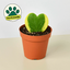 Hoya 'Sweetheart Variegated' Indoor Plants House Plant Shop
