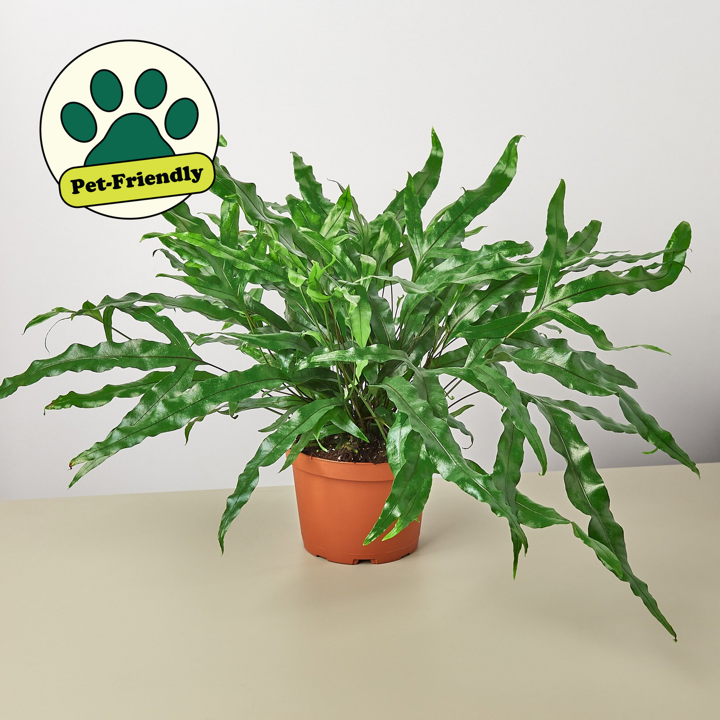 Fern 'Kangaroo Paw' 6" Pot Indoor Plants House Plant Shop