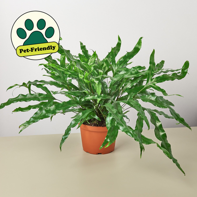 Fern 'Kangaroo Paw' 6" Pot Indoor Plants House Plant Shop