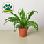 Bird's Nest 'Victoria' Fern 4" Pot Indoor Plants House Plant Shop