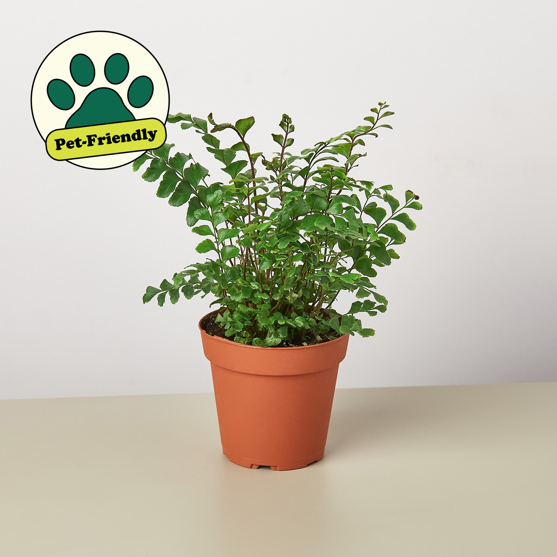Mahogany Fern 4" Pot Indoor Plants House Plant Shop