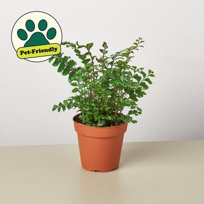 Mahogany Fern 4" Pot Indoor Plants House Plant Shop