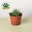 Zebra Succulent 6" Pot Succulent House Plant Shop