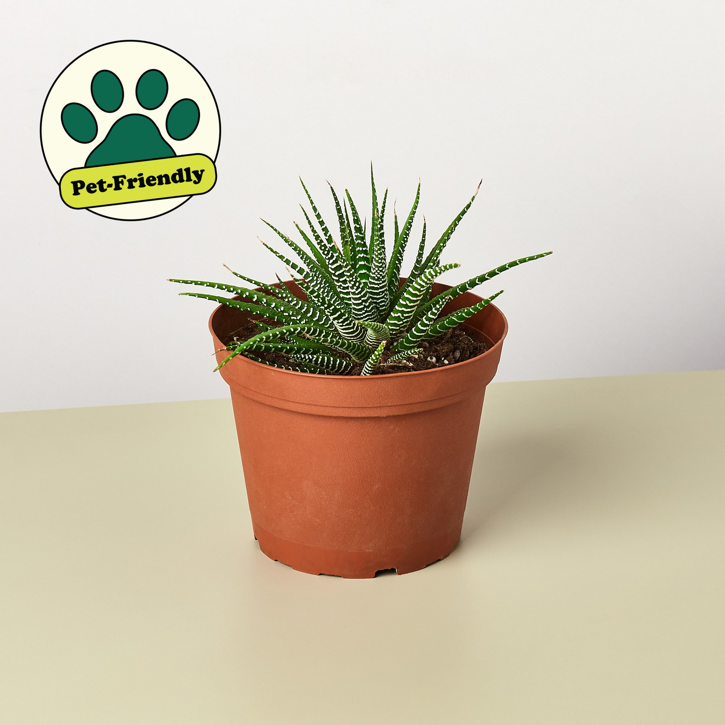 Zebra Succulent 6" Pot Succulent House Plant Shop