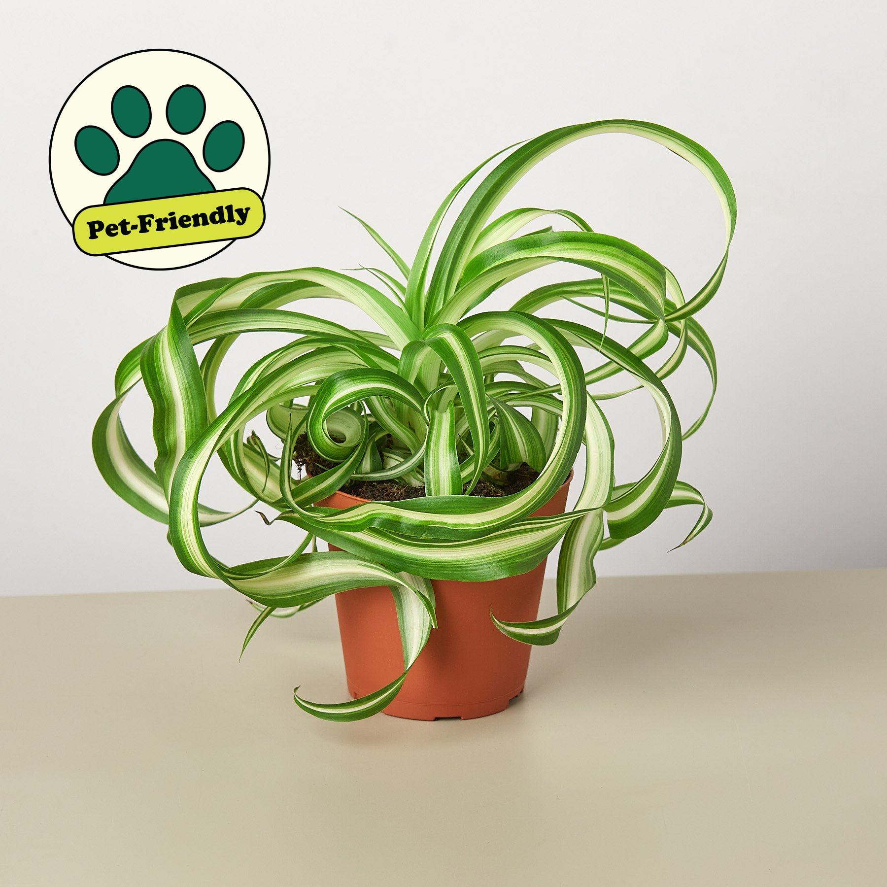 Spider Plant 'Bonnie' 4" Pot Nursery Pot Indoor Plants House Plant Shop