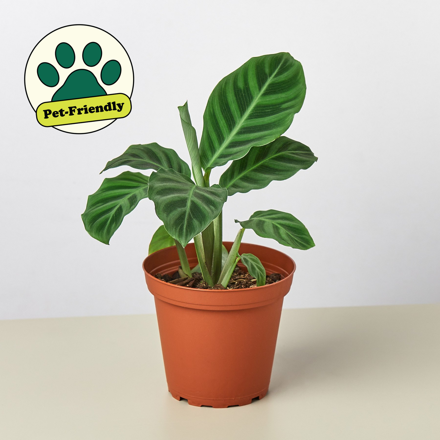 Calathea 'Zebrina' - 4" Pot 4" Pot Indoor Plants House Plant Shop