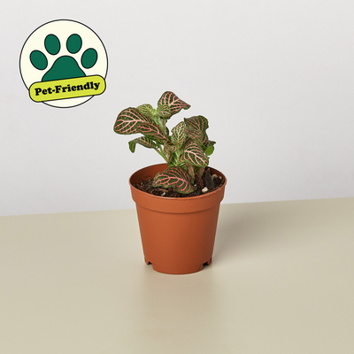 Fittonia 'Pink' Indoor Plants House Plant Shop