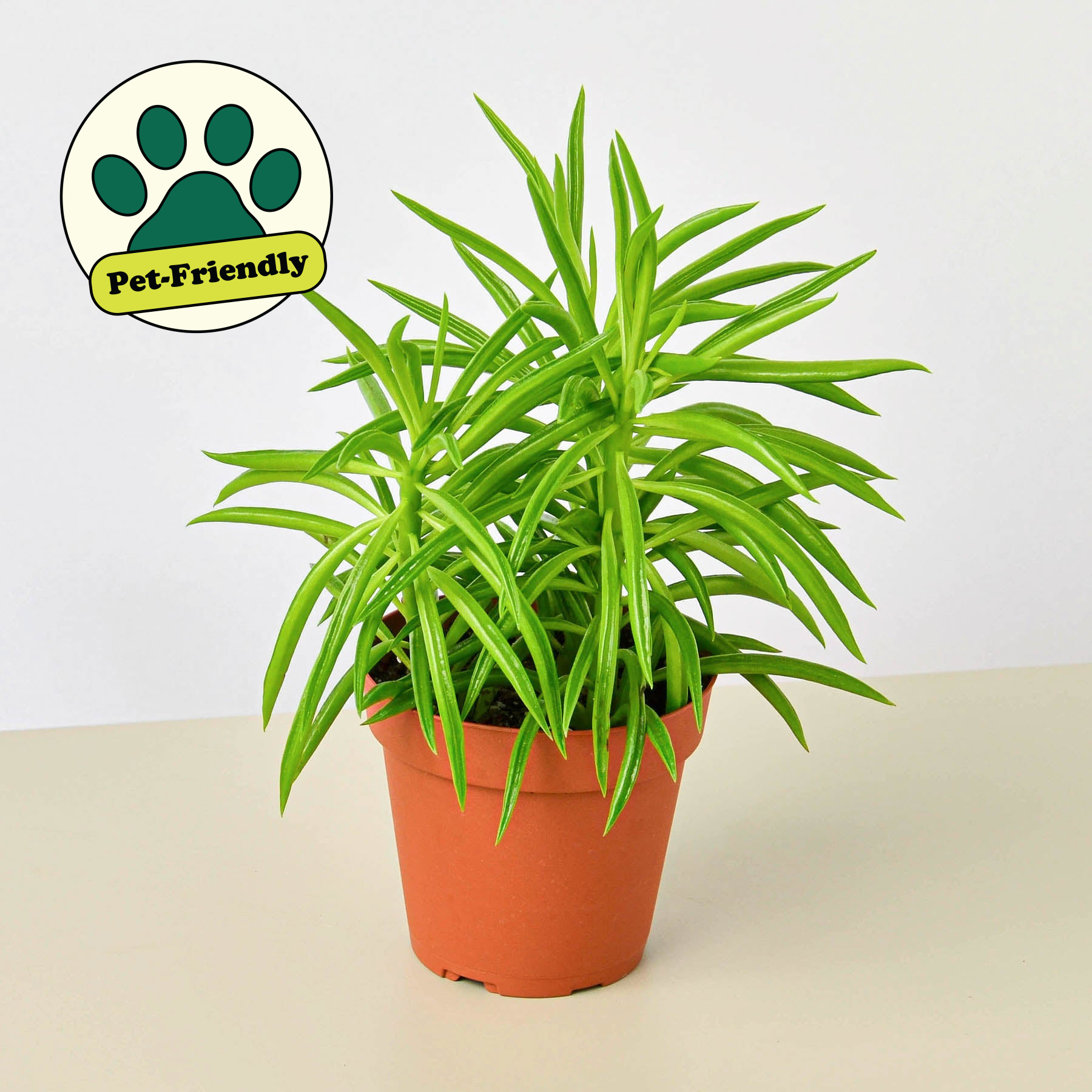 Peperomia 'Green Bean' 4" Pot Indoor Plants House Plant Shop