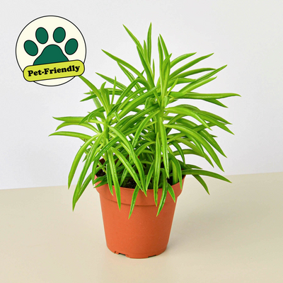 Peperomia 'Green Bean' 4" Pot Indoor Plants House Plant Shop