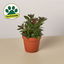 Nematanthus Black Goldfish Plant 4" Pot Indoor Plants House Plant Shop