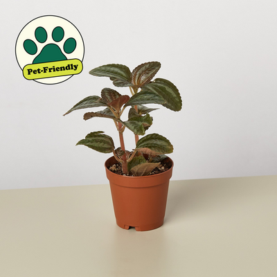 Pilea 'Bronze' Indoor Plants House Plant Shop