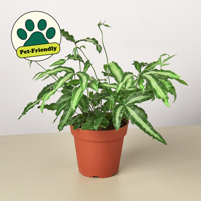 Pteris Cretica 'Albo Fern' 4" Pot Indoor Plants House Plant Shop