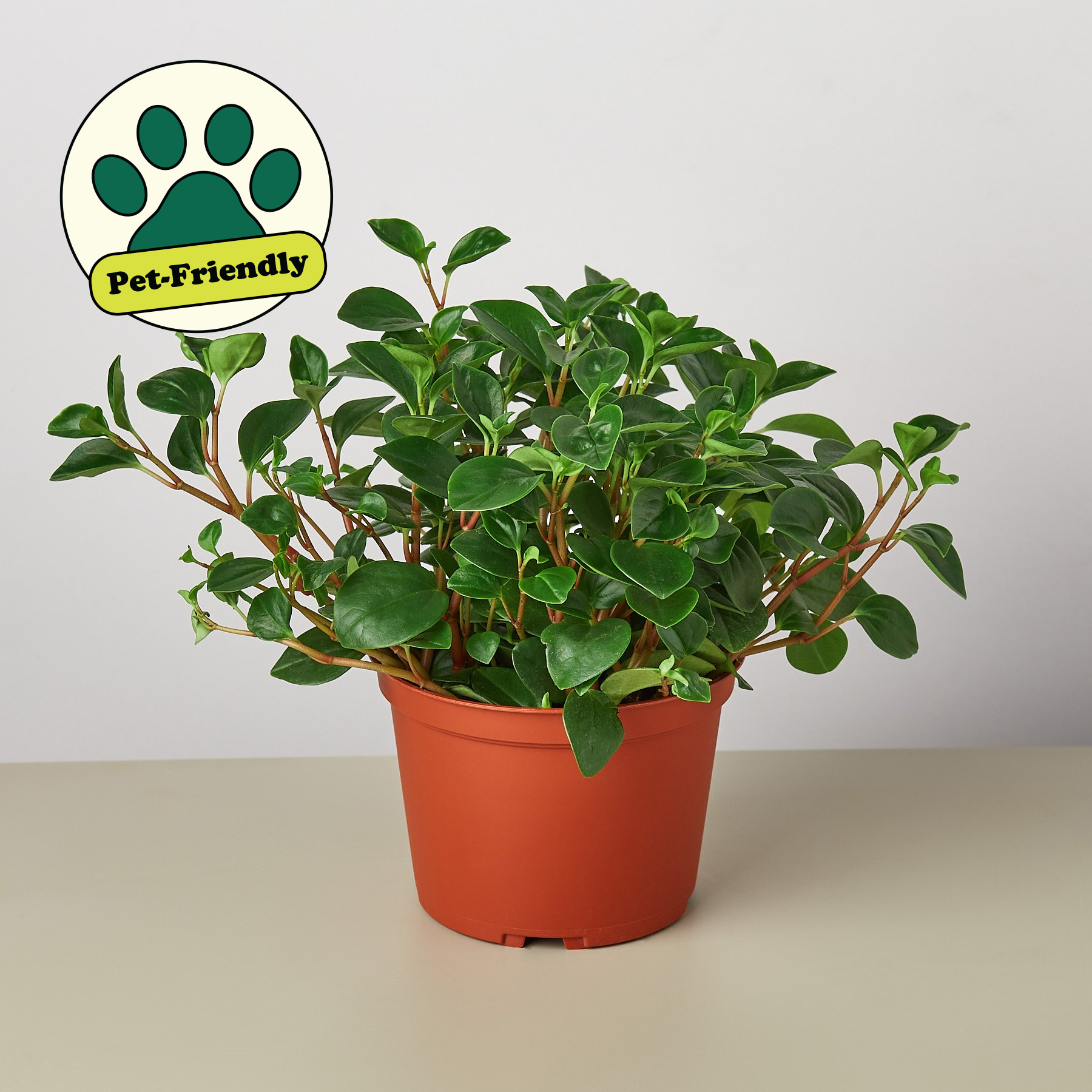 Peperomia 'Glabella' 6" Pot Indoor Plants House Plant Shop