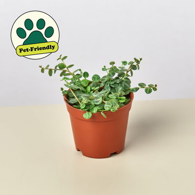 Peperomia Prostrata 'String of Turtles' Indoor Plants House Plant Shop