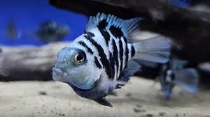 Blue Polar Parrotfish AMERICAN CICHLID Danaqua Live Fish & More