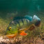 Butterfly Peacock Bass (Cichla ocellaris) AMERICAN CICHLID Danaqua Live Fish & More