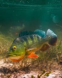 Butterfly Peacock Bass (Cichla ocellaris) AMERICAN CICHLID Danaqua Live Fish & More