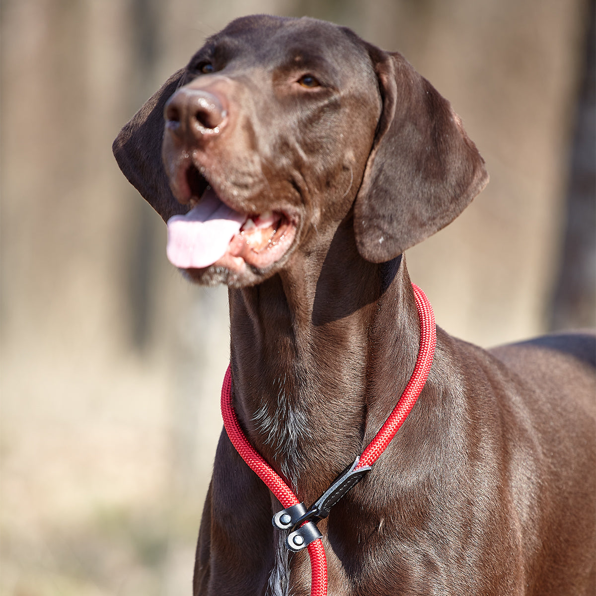 Round Nylon Slip Lead Dog Leashes Dogline