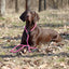 Round Nylon Slip Lead Dog Leashes Dogline