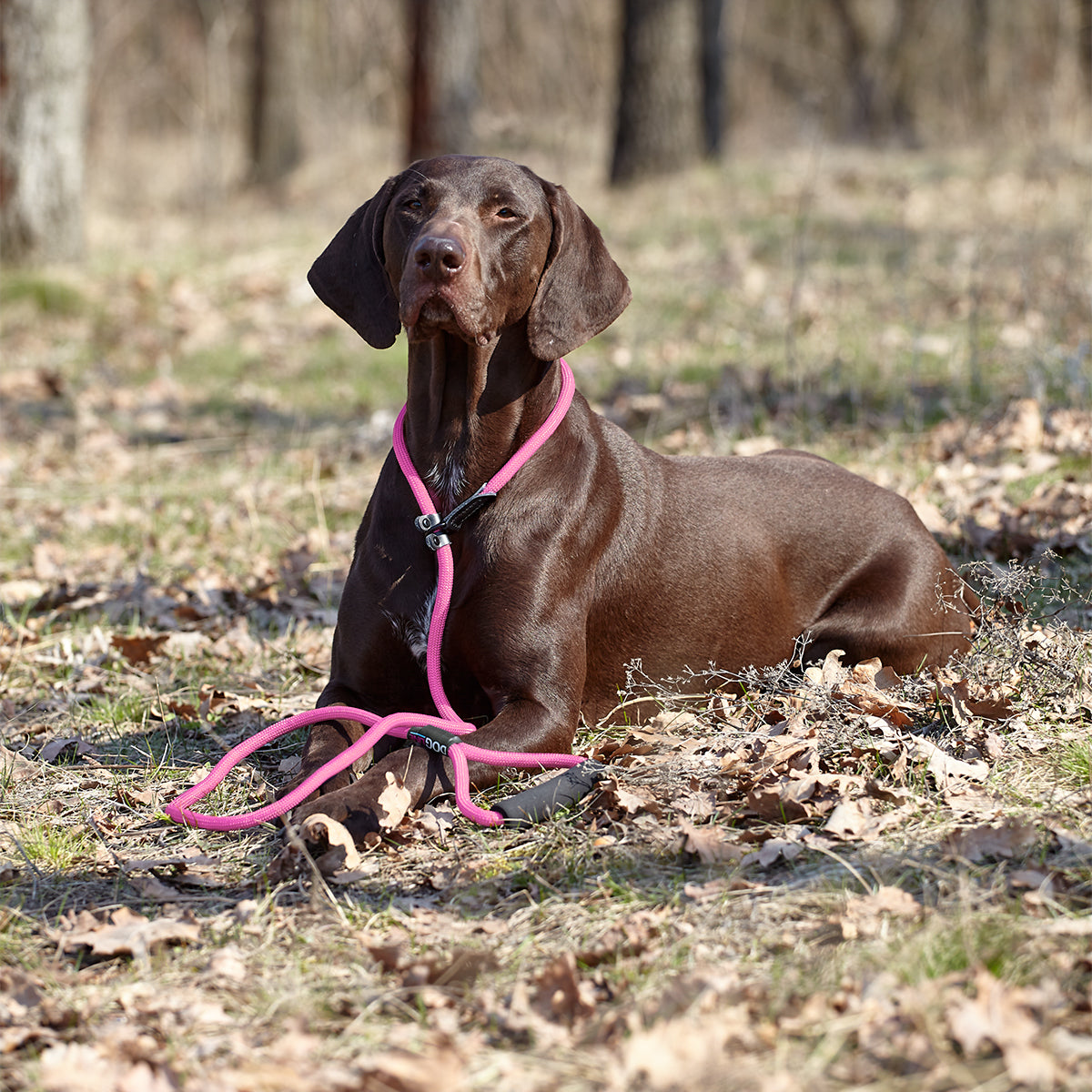Round Nylon Slip Lead Dog Leashes Dogline