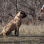 Round Nylon Slip Lead Dog Leashes Dogline