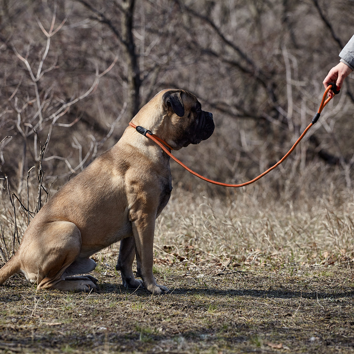 Round Nylon Slip Lead Dog Leashes Dogline