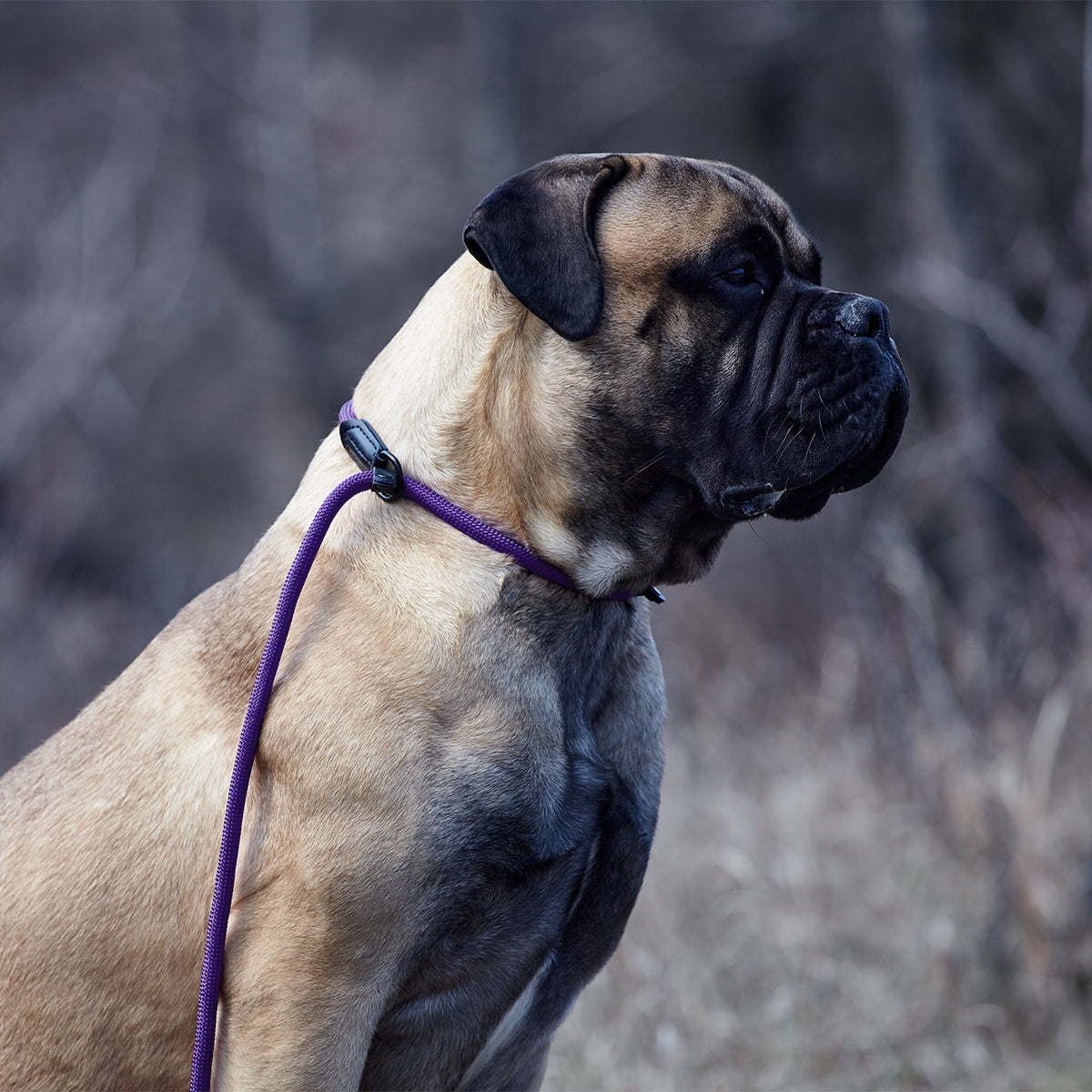 Round Nylon Slip Lead Dog Leashes Dogline