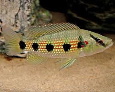 Jewel Fish 5 Spot AFRICAN CICHLIDS Danaqua Live Fish & More