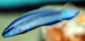 Longfin Indigo Dottyback ( Pseudochromis fridmani x sankeyii) Dottyback Danaqua Live Fish & More