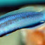 Longfin Indigo Dottyback ( Pseudochromis fridmani x sankeyii) Dottyback Danaqua Live Fish & More