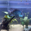 Carpintis Cichlid (Herichthys carpintis) AMERICAN CICHLID Danaqua Live Fish & More